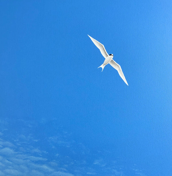Soar III Fairy Tern, Summer Skies